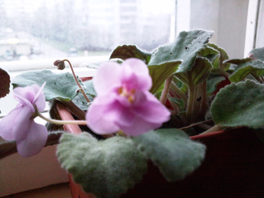 ������������ Samsung �8800 PIXON