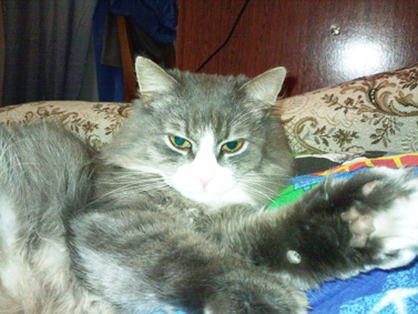 ������������ Samsung �8800 PIXON