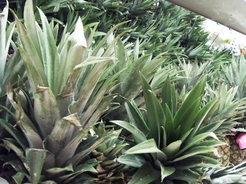 ����� Samsung NV4 LaFleur