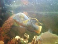 Sony Ericsson S302 SnapShot   