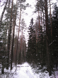   Toshiba Portege G810