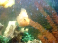 Sony Ericsson G705   !