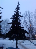 Sony Ericsson G705   !