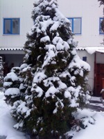 Sony Ericsson G705   !