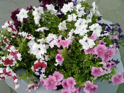 ����� ���������� �������� Samsung E590