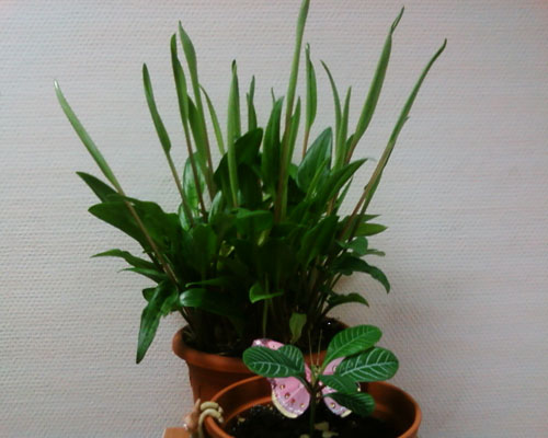 ����� ���������� �������� Samsung J600E