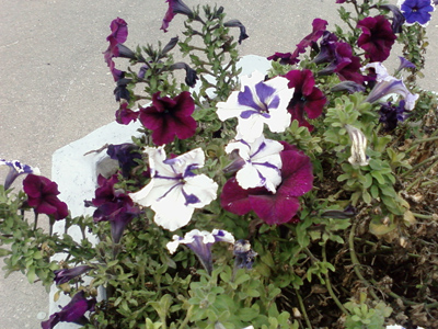 ����� ���������� �������� Samsung F210