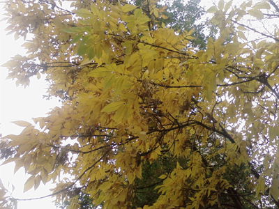 ����� ���������� �������� Samsung F210