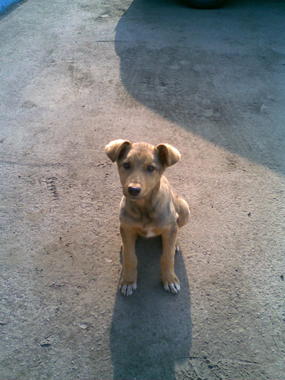    Nokia 6110 Navigator