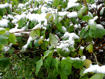 ����� ������������� GSmart t600