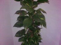 ������ ����� Nokia E75. �������� ��� ������������?