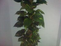 ������ ����� Nokia E75. �������� ��� ������������?