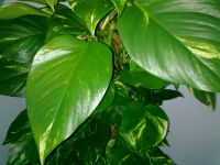 ������ ����� Nokia E75. �������� ��� ������������?