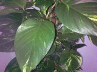 ������ ����� Nokia E75. �������� ��� ������������?