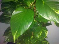 ������ ����� Nokia E75. �������� ��� ������������?