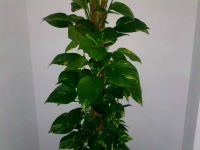 ������ ����� Nokia E75. �������� ��� ������������?