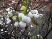  Motorola VE66 - 5    Wi-Fi