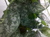  Motorola VE66 - 5    Wi-Fi