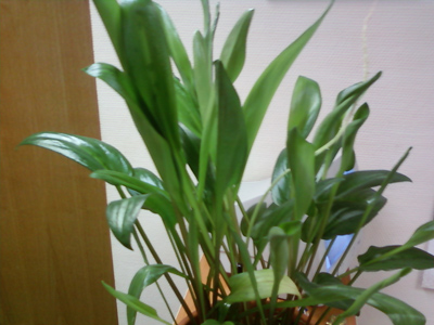 ����� ���������� �������� Samsung D780 DuoS