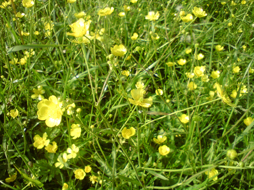 ����� ���������� �������� Sony Ericsson C702