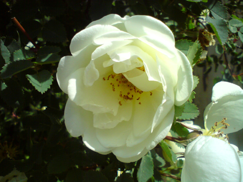 ����� ���������� �������� Sony Ericsson C702