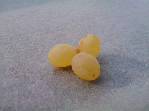 ����� ������������� HTC Touch Pro