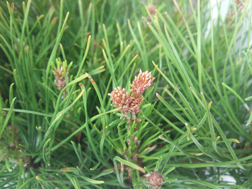 ����� ���������� �������� Samsung S8300 Ultra Touch