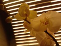 ��������������� ����� LG KM900 Arena: ������� ��� iPhone, ������� ����� iPhone