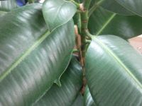 ����� Samsung S7220 Ultra - ������ ����������