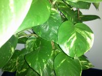 ����� Samsung S7220 Ultra - ������ ����������