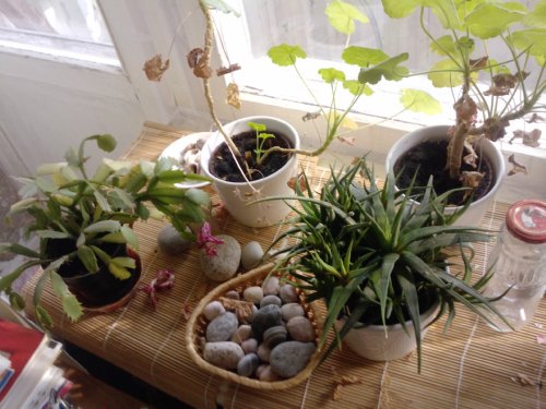 ����� �������� �������� LG KS660