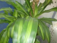   Sony Ericsson W995.  Walkman  8 