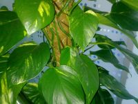   Nokia 5730.  XpressMusic  QWERTY