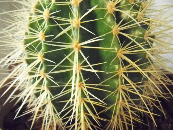 Обзор цифрового фотоаппарата Samsung WB550 Обзор цифрового фотоаппарата Samsung WB550