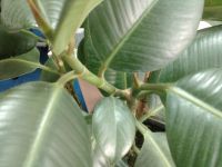 - 8   Samsung I8910 HD  LG GC900 Viewty Smart