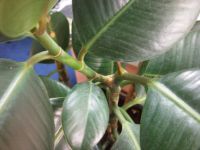 - 8   Samsung I8910 HD  LG GC900 Viewty Smart