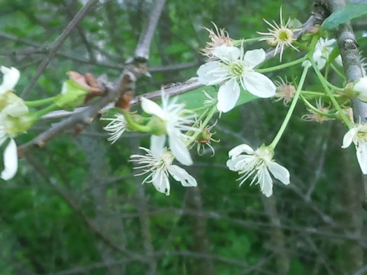  Samsung GT-S8300 UltraTouch:  