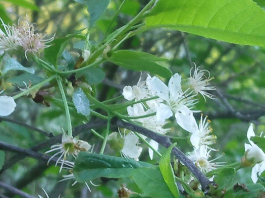  Samsung GT-S8300 UltraTouch:  