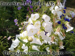 LG KP500 Cookie.    . ,    