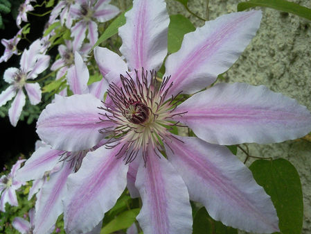 Samsung S7220 B Ultra:  