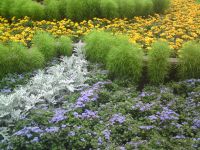  Sony Ericsson C903.  Cyber-shot