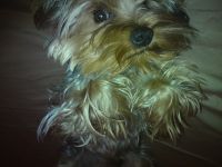  Sony Ericsson C903.  Cyber-shot