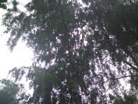  Sony Ericsson C903.  Cyber-shot