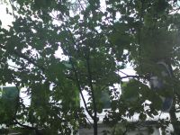  Sony Ericsson C903.  Cyber-shot