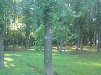  Sony Ericsson C903.  Cyber-shot