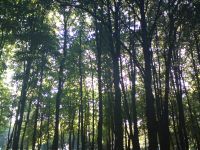  Sony Ericsson C903.  Cyber-shot