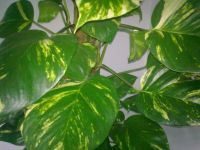   Nokia 5530 XpressMusic.    