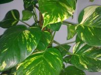   Nokia 5530 XpressMusic.    