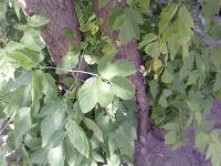   Nokia 5530 XpressMusic.    