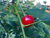   Nokia 5530 XpressMusic.    